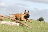 BULLMASTIFF 139